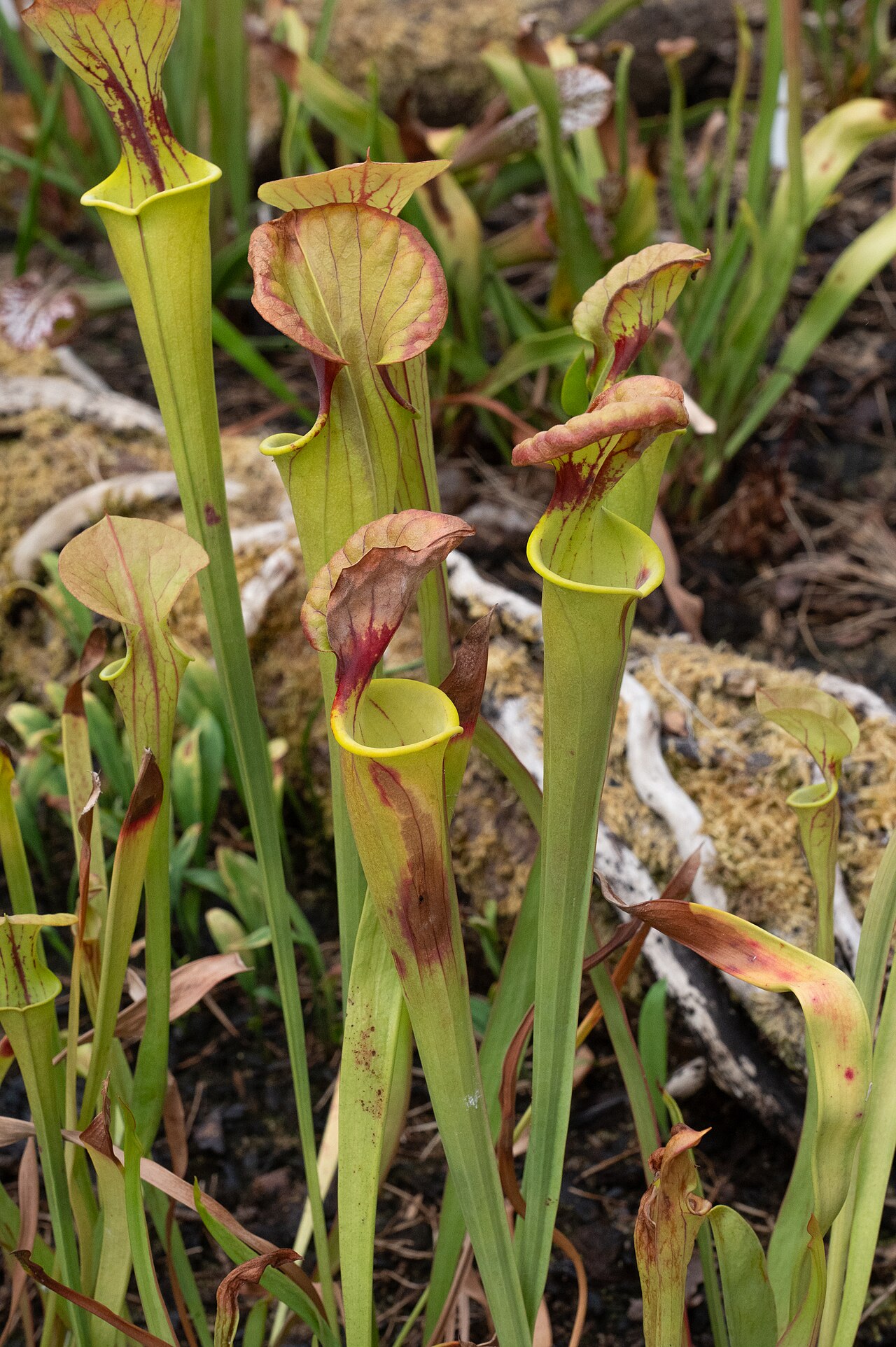 Sarracenia flava — var. cuprea — coppery to bronze hood, without red venation