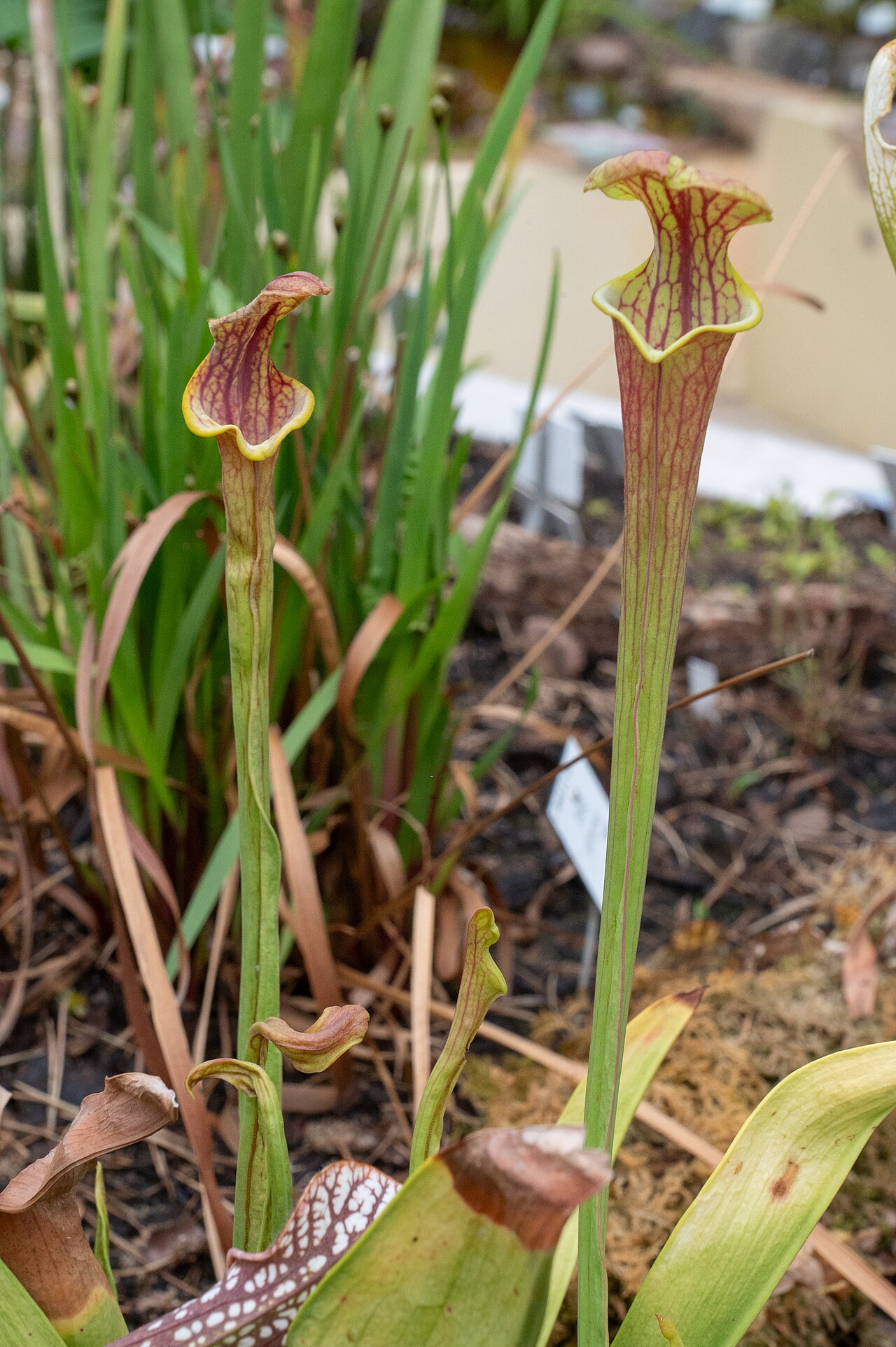 Sarracenia flava — var. atropurpurea — the whole pitcher dark purple-red, no yellow