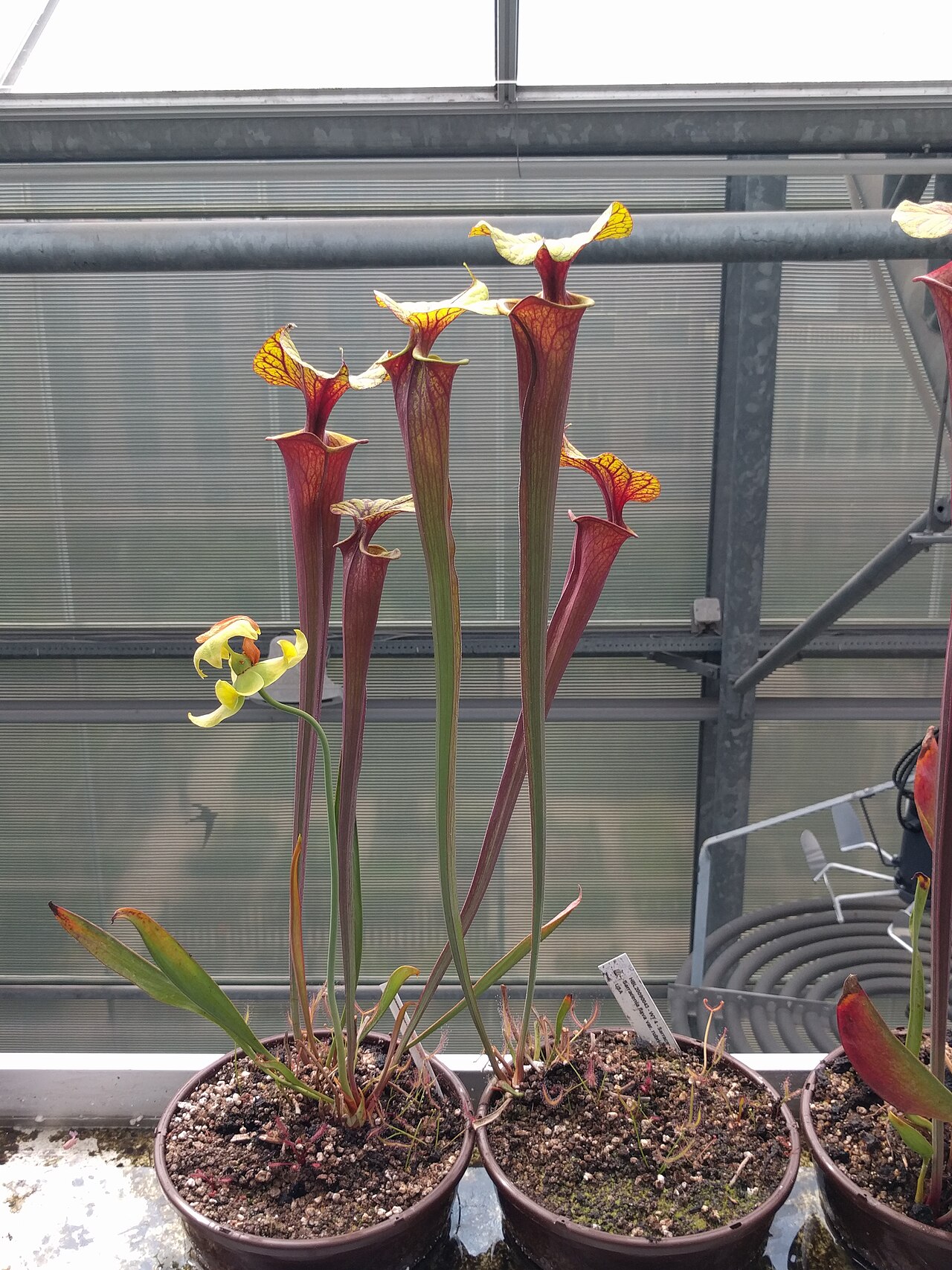 Sarracenia flava — var. rubricorpora — yellow hood, deep red pitcher body