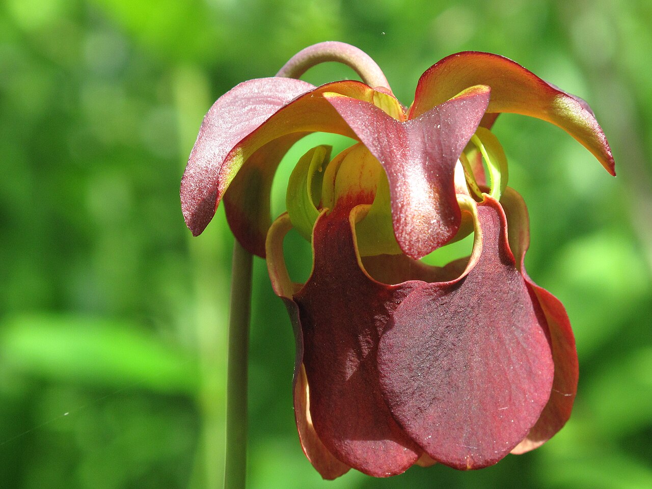 Sarracenia jonesii — la flor
