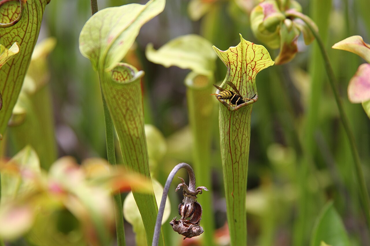 Sarracenia jonesii — la trampa de cerca