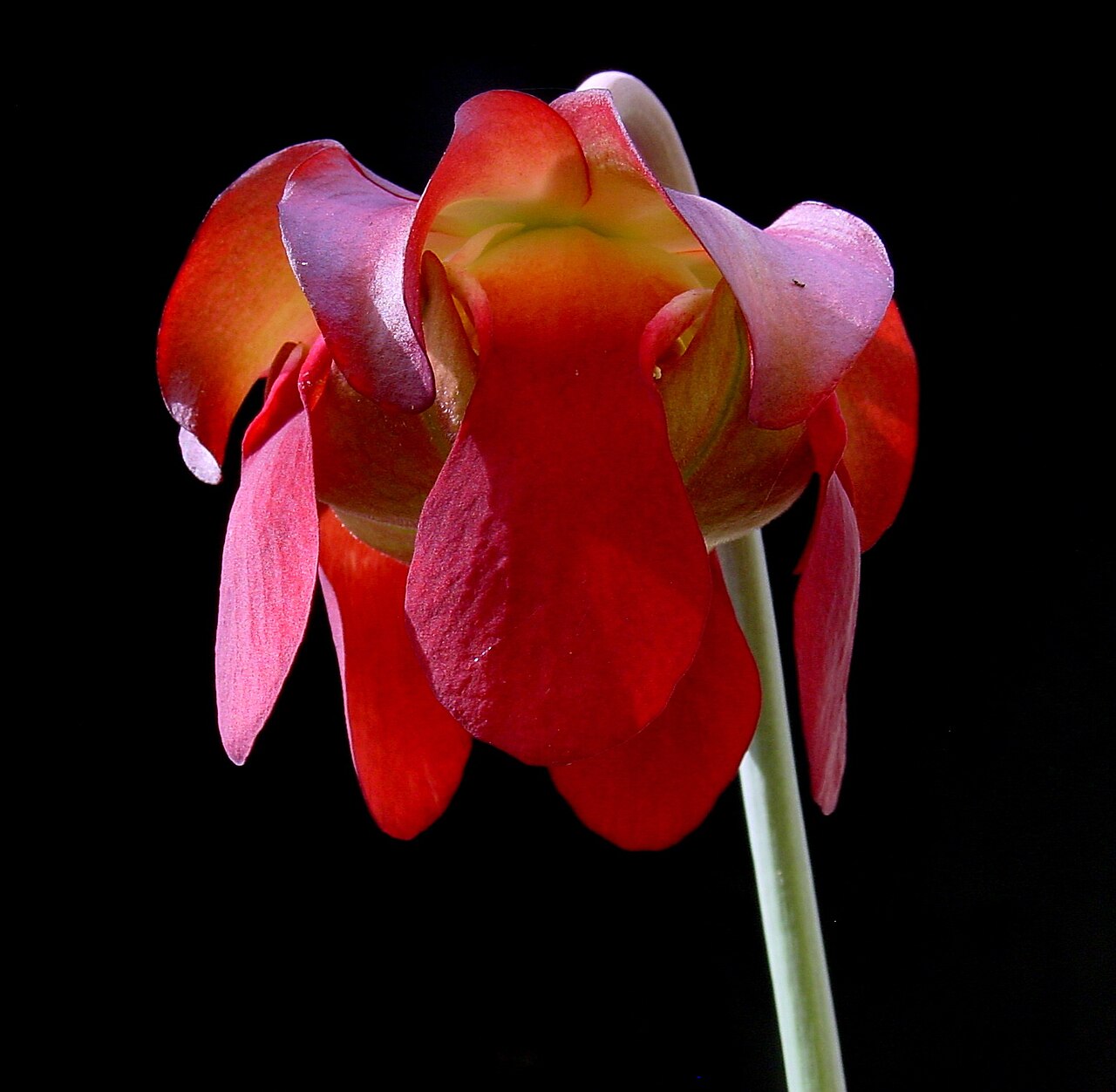 Sarracenia leucophylla — de bloem