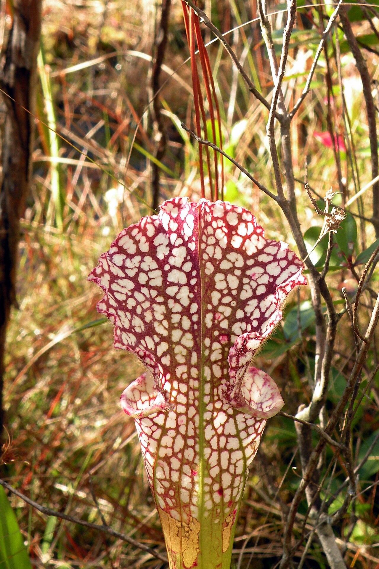 Sarracenia leucophylla — de val van dichtbij