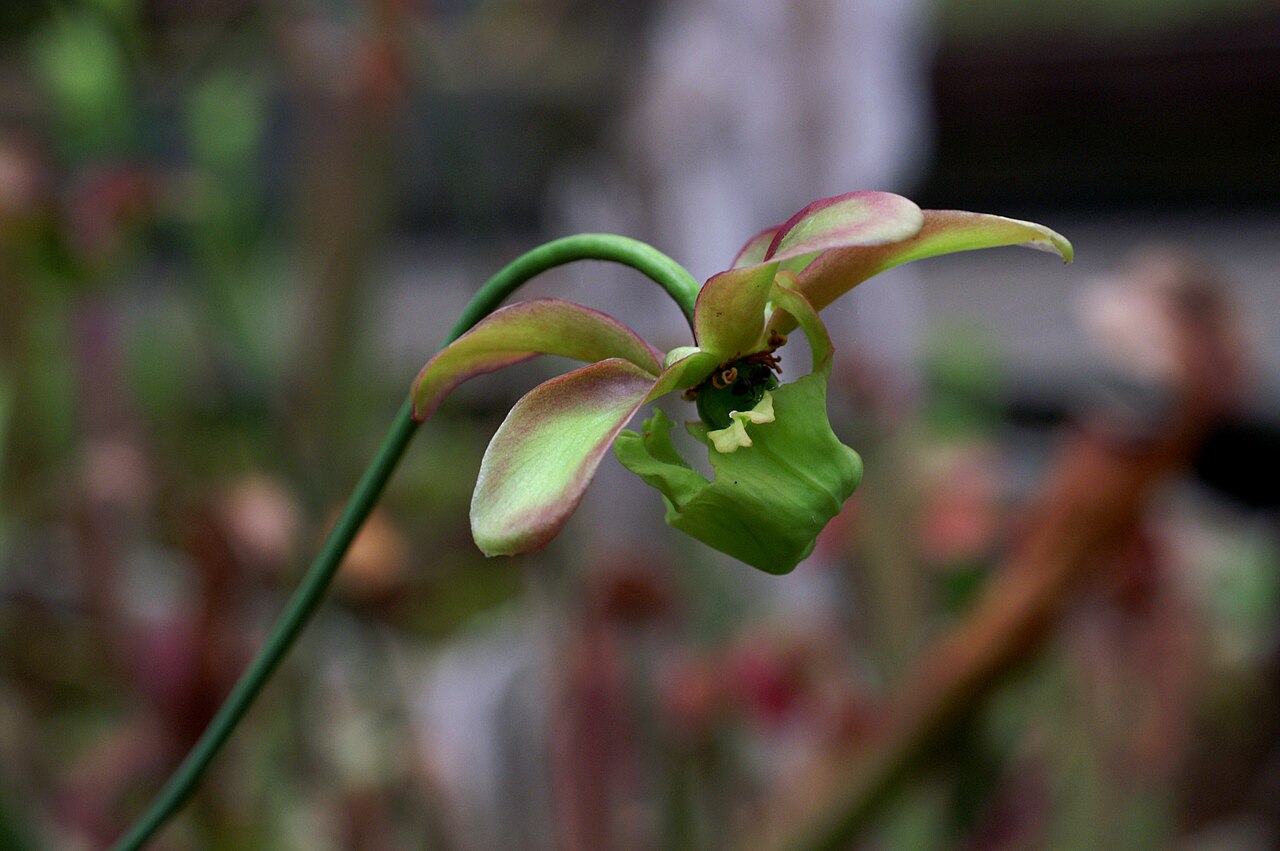 Sarracenia minor — la flor