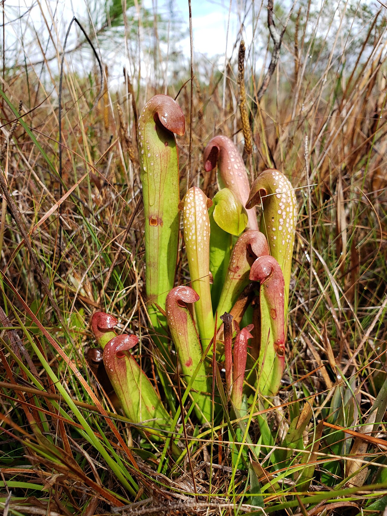 Sarracenia minor (Planta carnívora encapuchada)