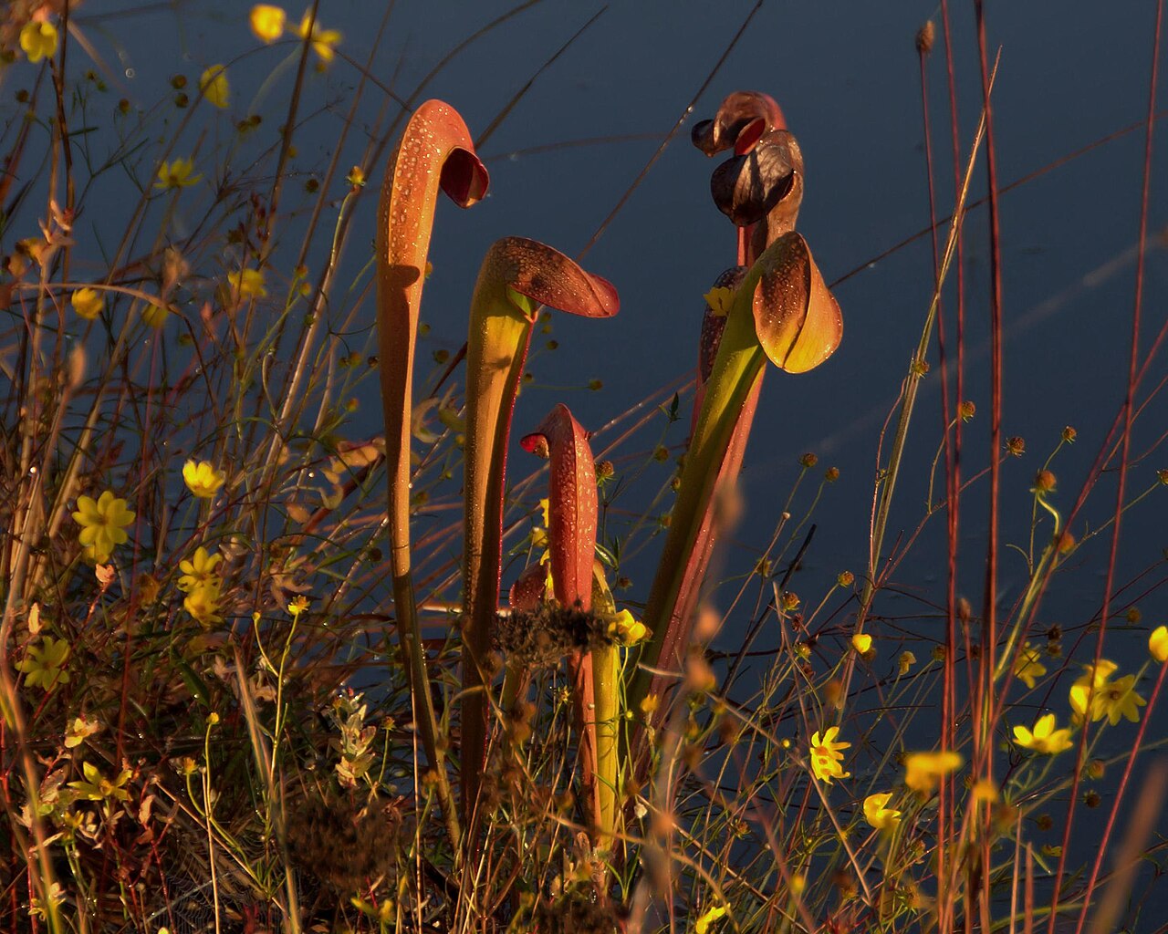 Sarracenia minor — el hábitat