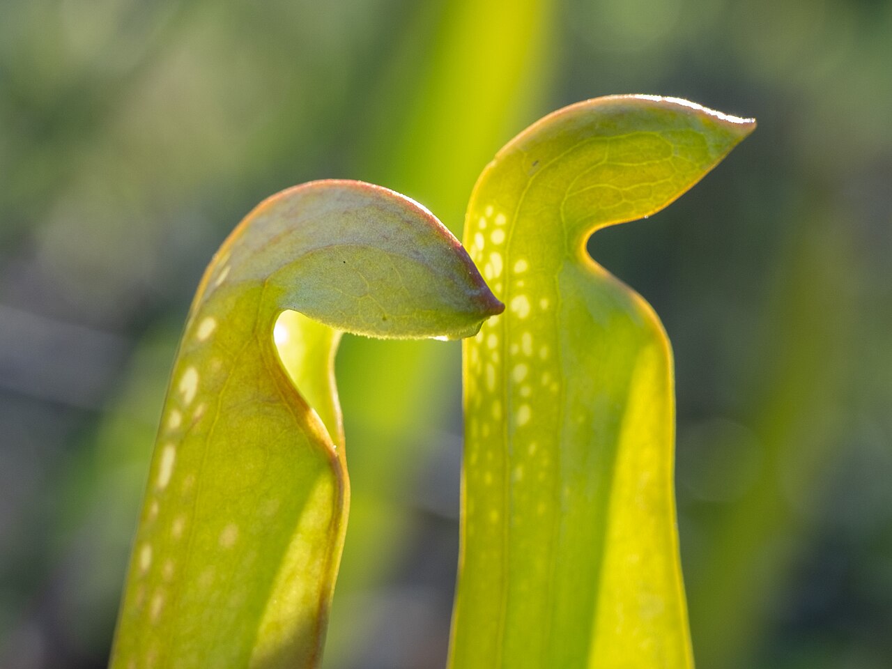 Sarracenia minor — la trampa de cerca