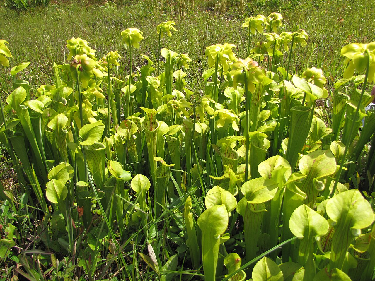 Sarracenia oreophila