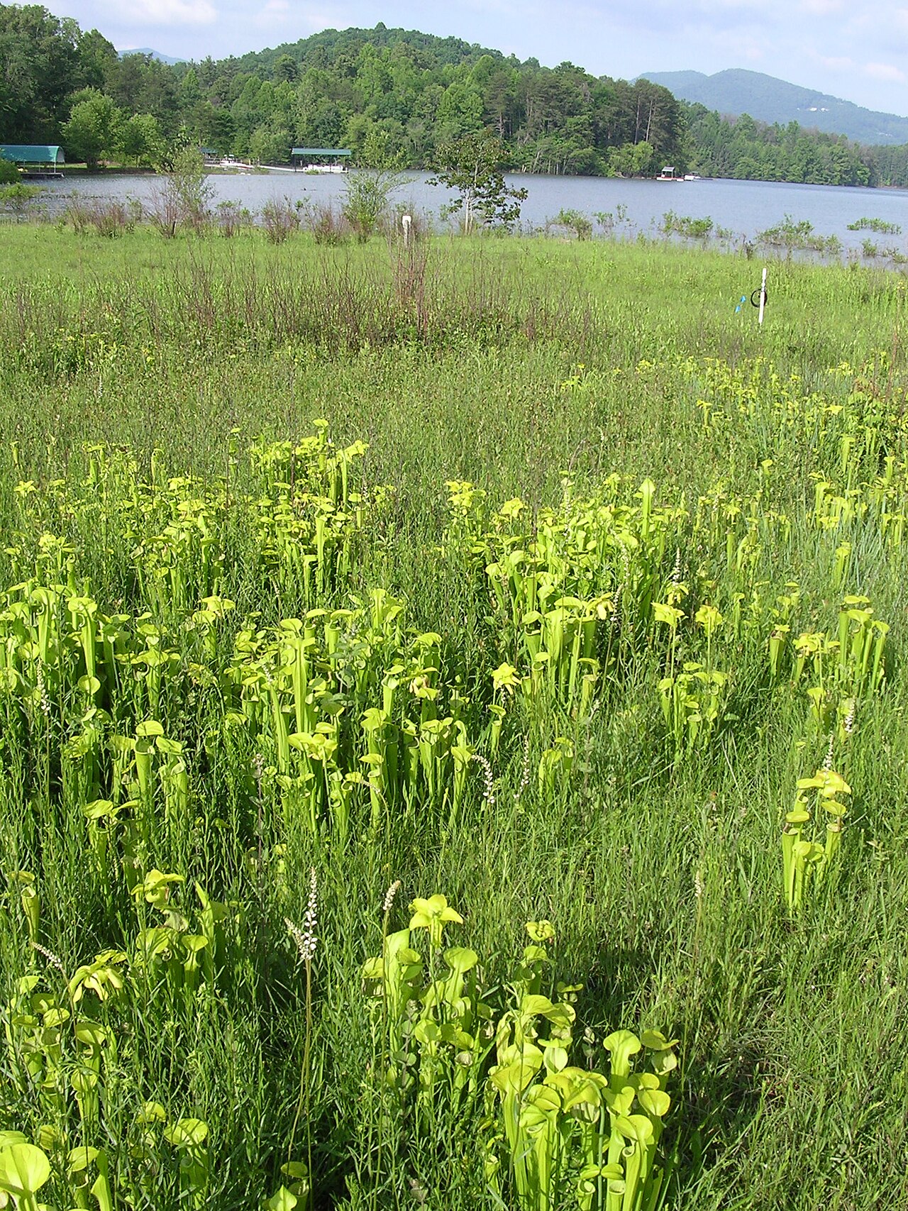 Sarracenia oreophila — el hábitat