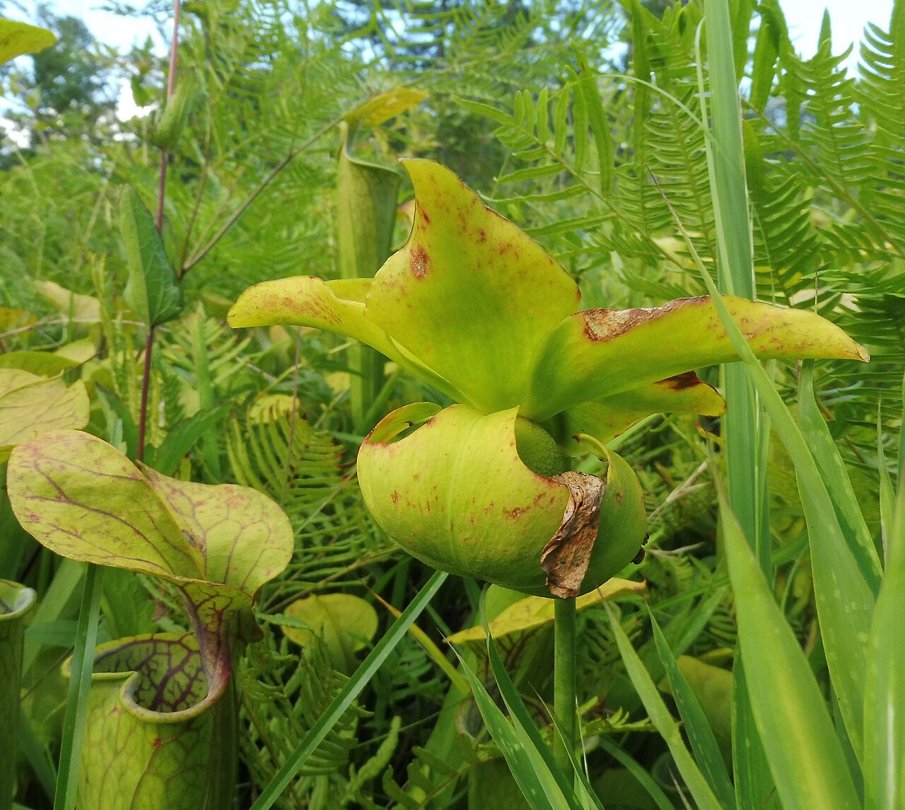 Sarracenia oreophila — la trampa de cerca