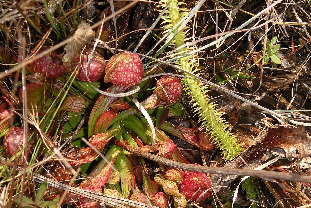 Sarracenia psittacina