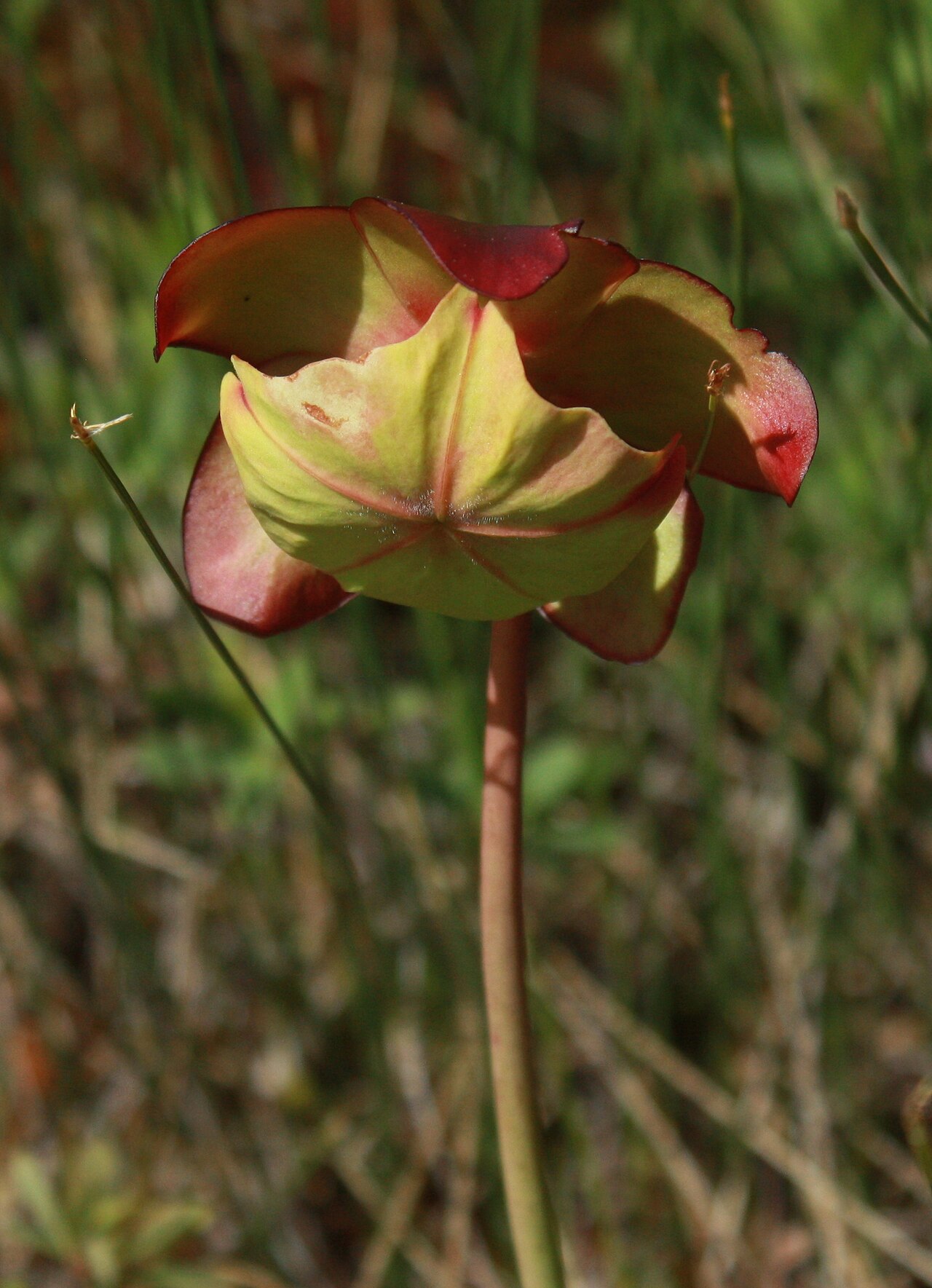 Sarracenia purpurea — the flower