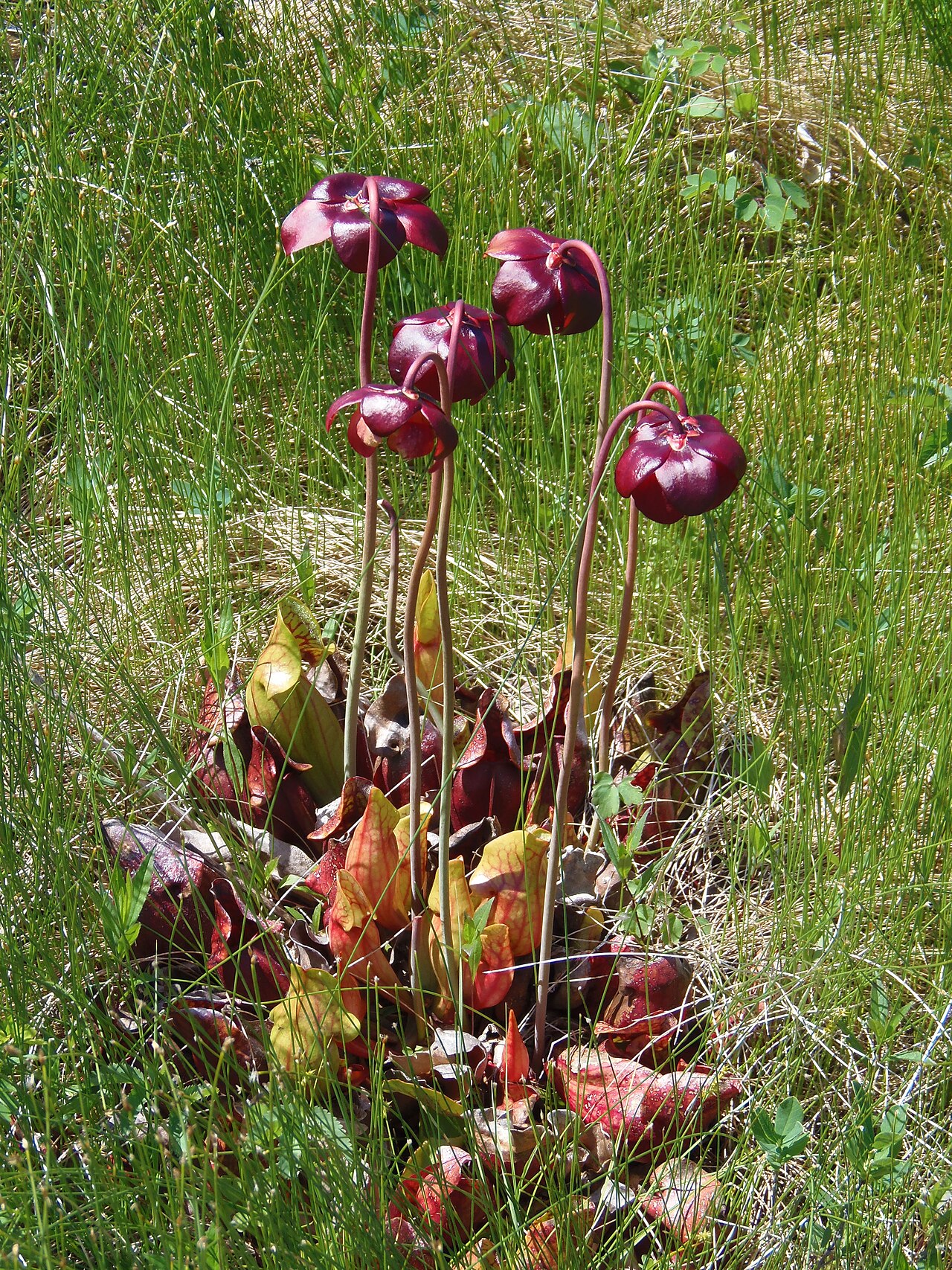 Sarracenia purpurea