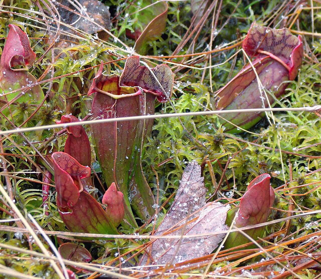 Sarracenia purpurea — the habitat