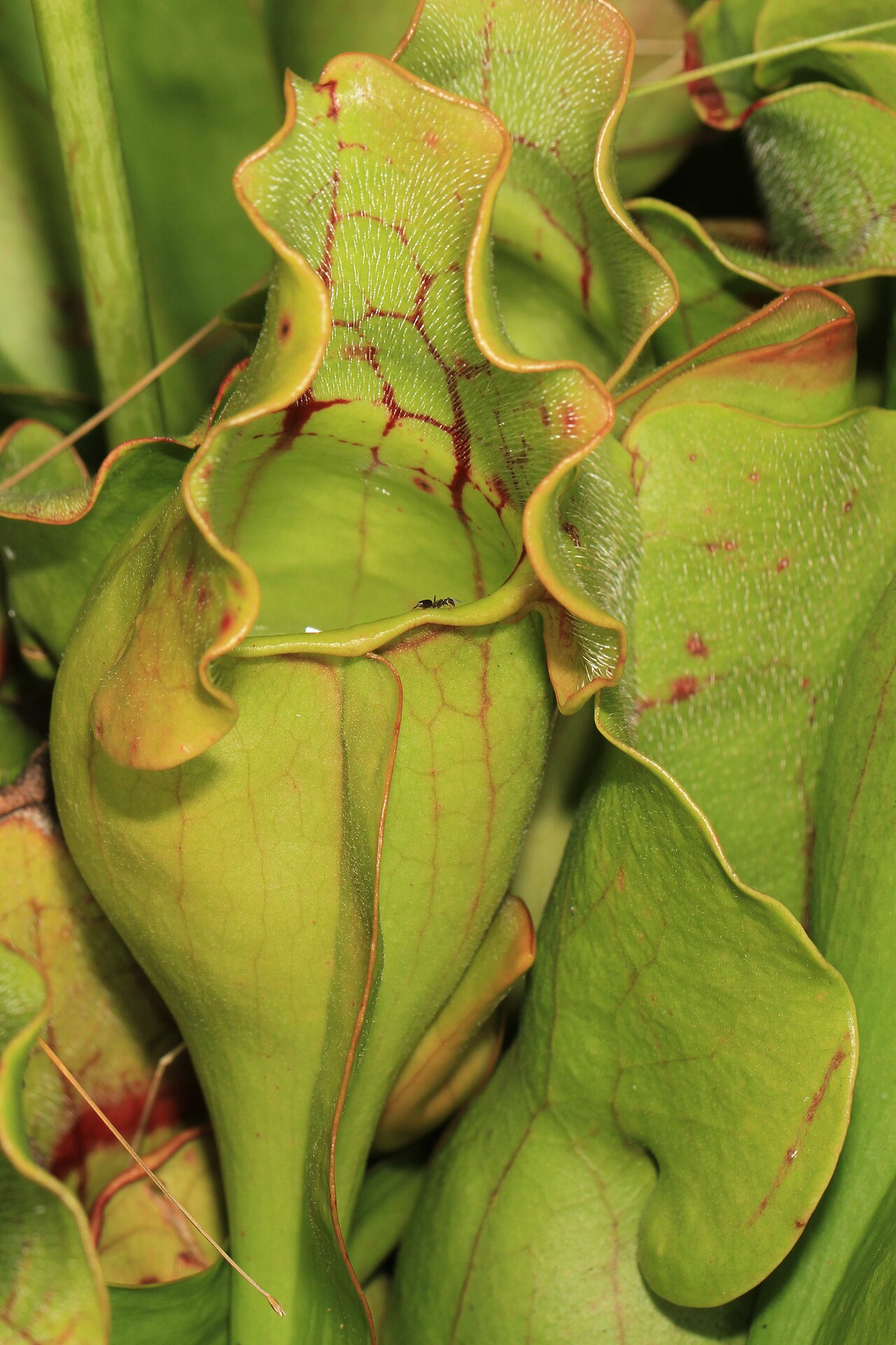 Sarracenia purpurea — the trap in close-up