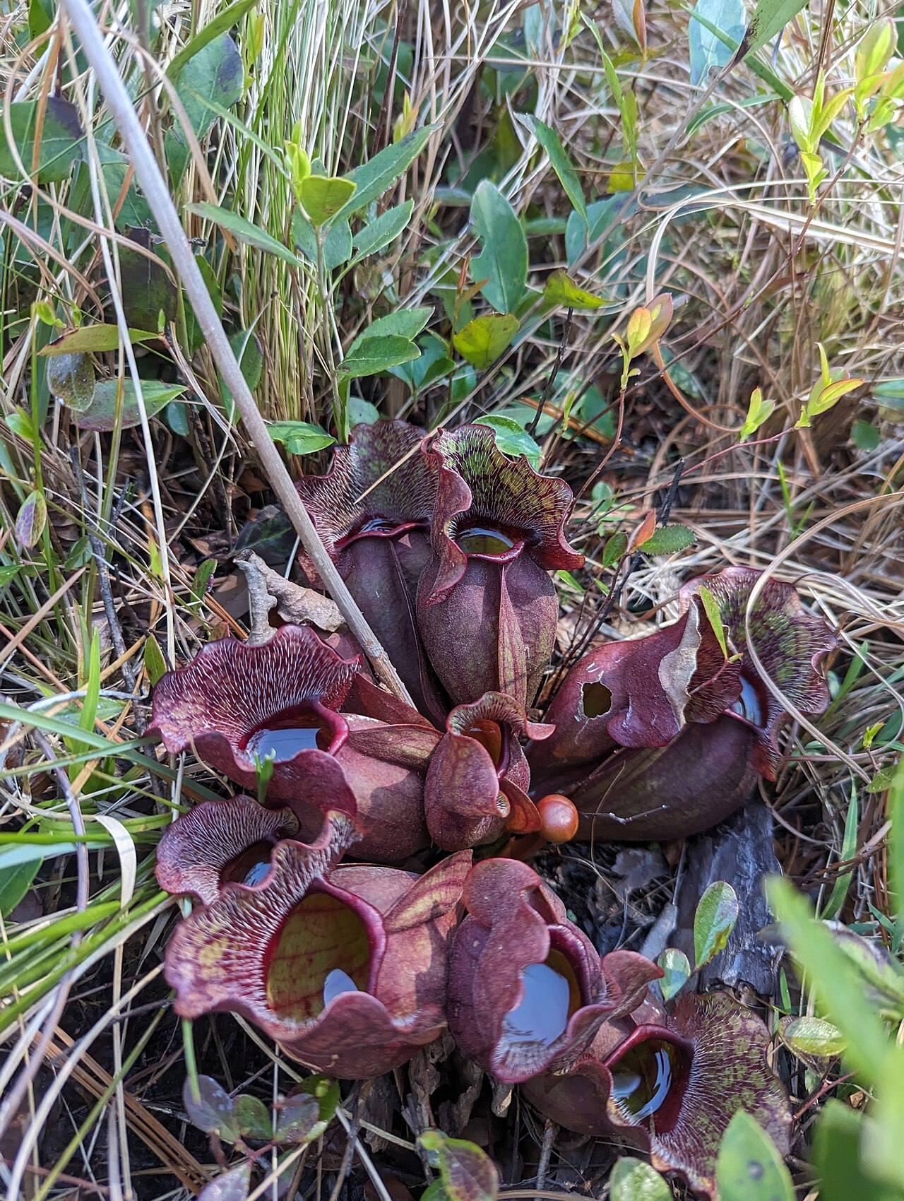 Sarracenia purpurea — subsp. venosa — squat pitcher with large, overlapping hood lobes