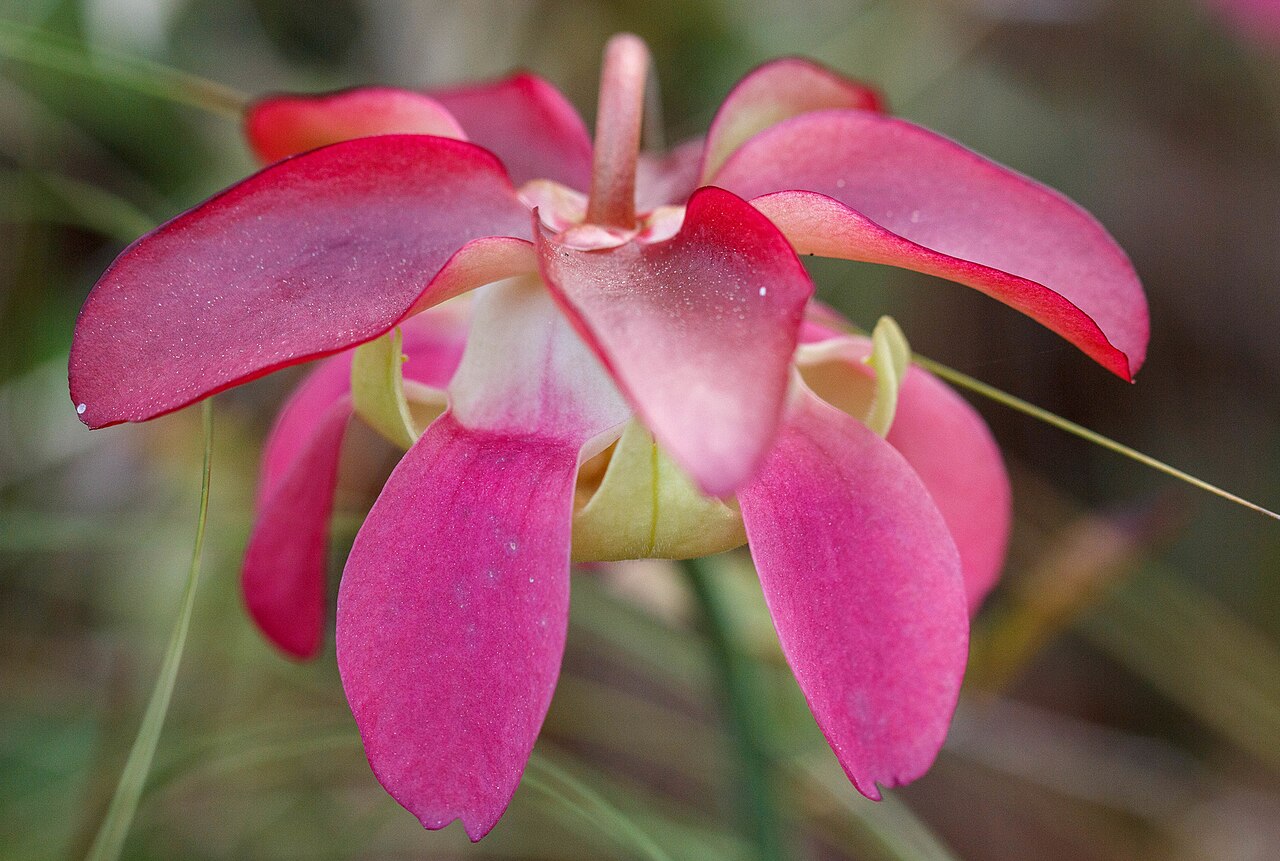 Sarracenia rosea — la flor