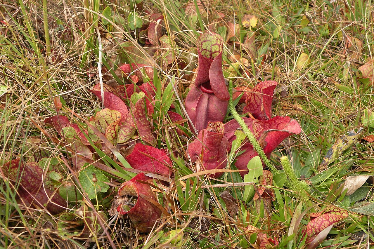 Sarracenia rosea