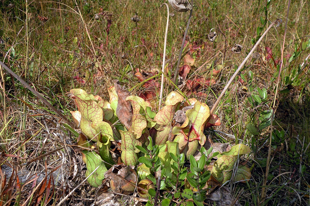 Sarracenia rosea — el hábitat