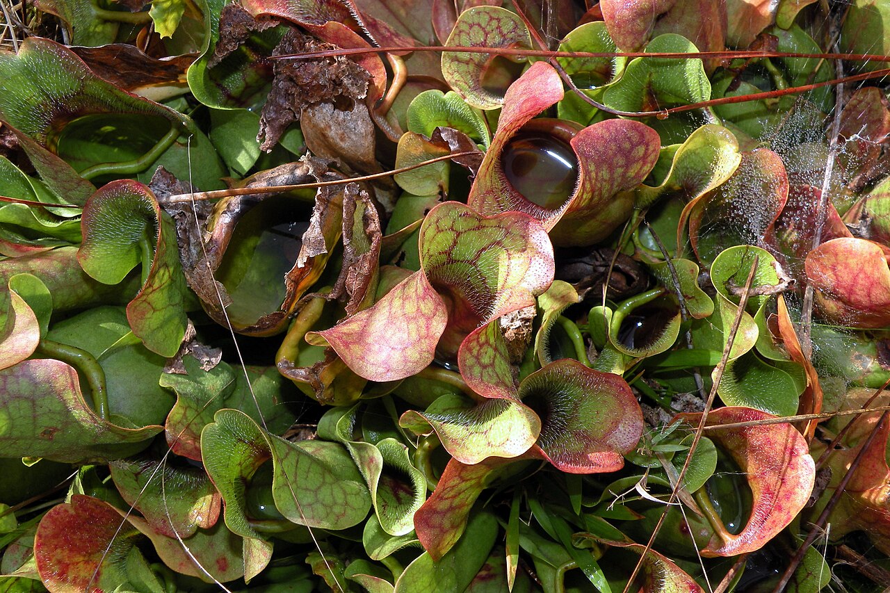 Sarracenia rosea — la trampa de cerca