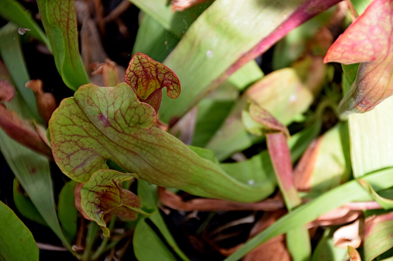 Sarracenia rosea — s. ×exornata (rosea × alata): jarra compacta, más ancha que la de rosea
