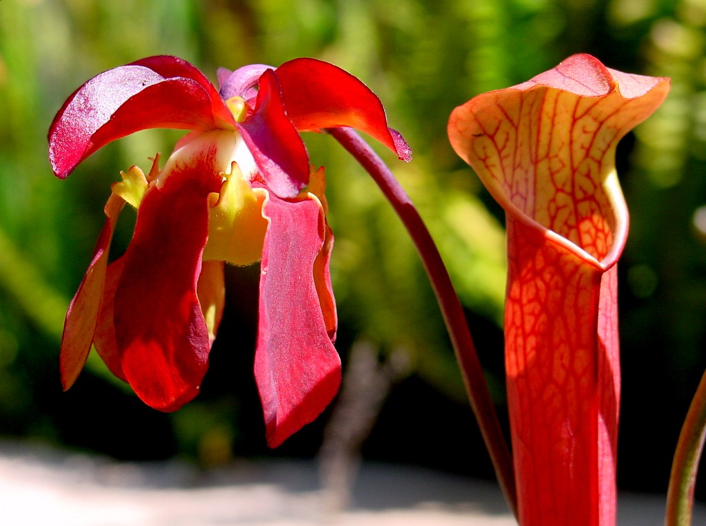 Sarracenia rubra — the flower