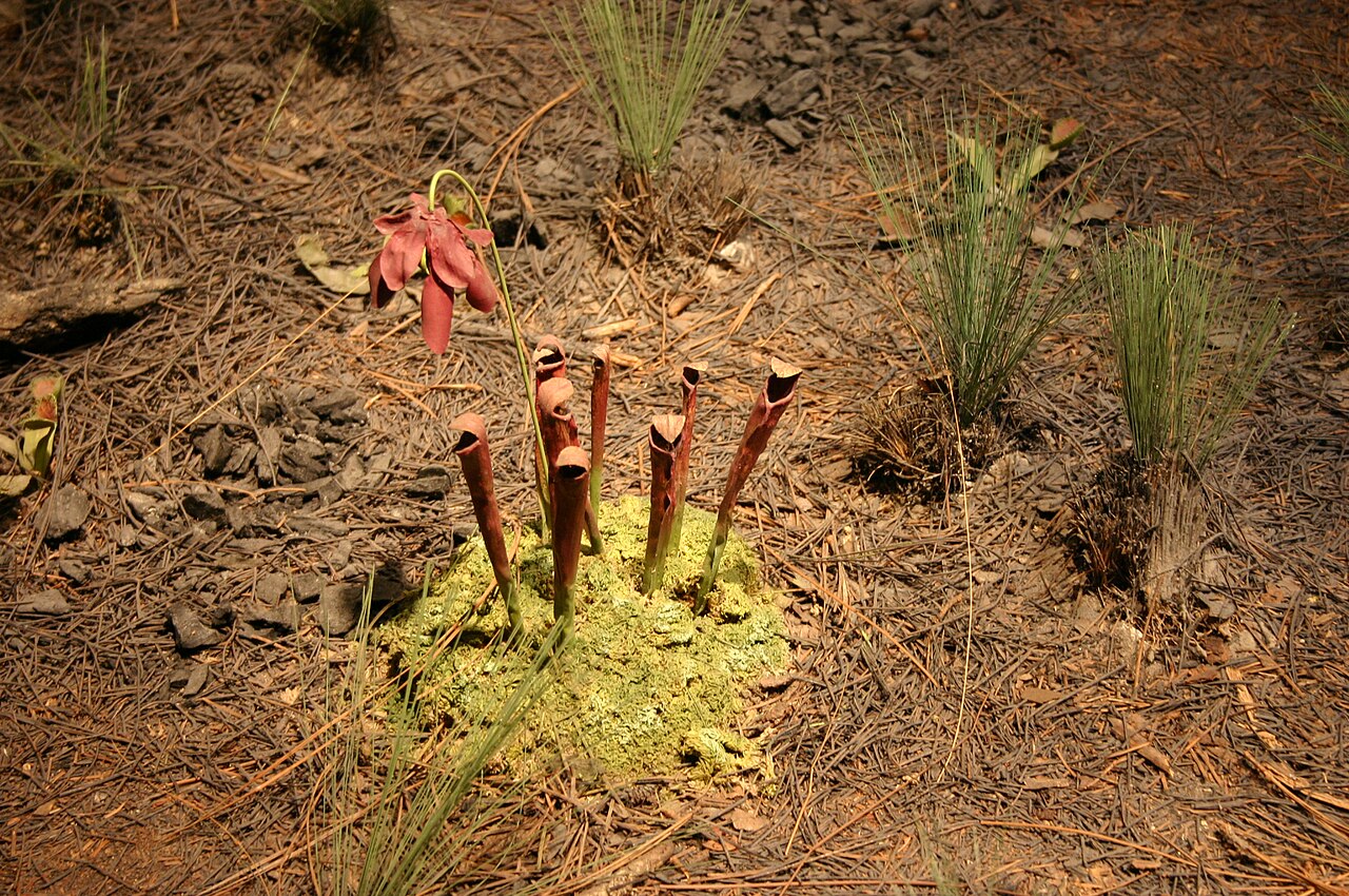 Sarracenia rubra