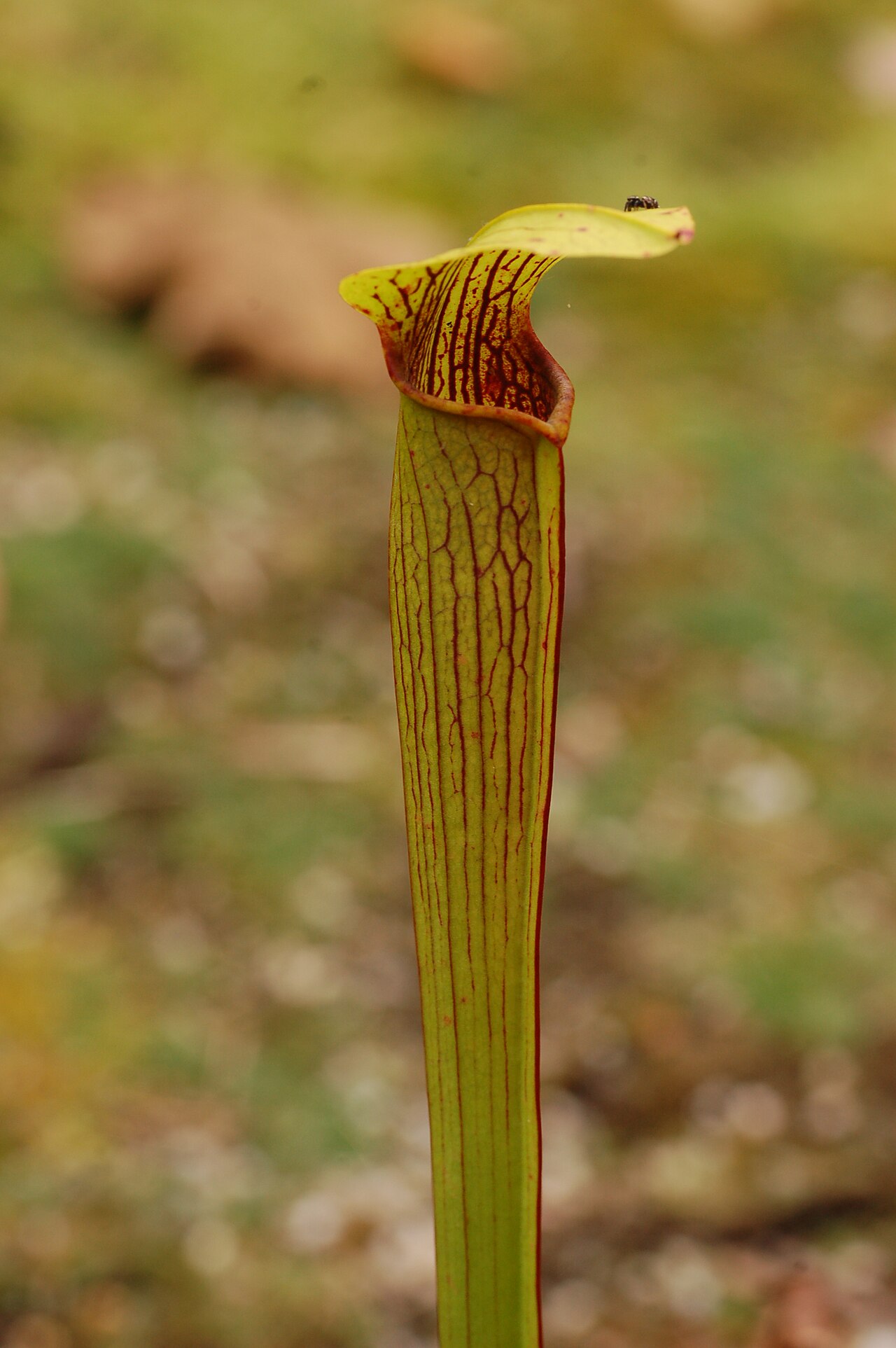 Sarracenia rubra — the trap in close-up
