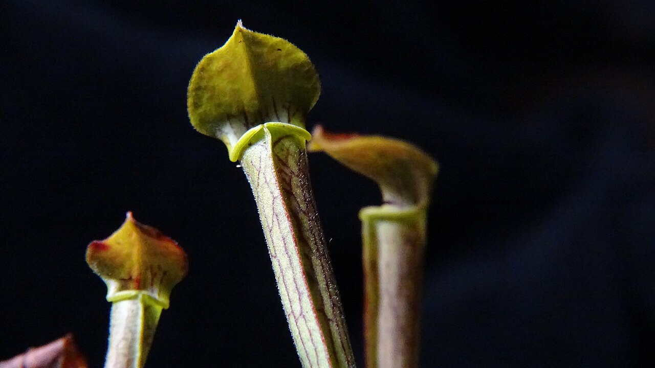 Sarracenia rubra — subsp. rubra — narrow, upright pitcher with a wing and a small pointed hood