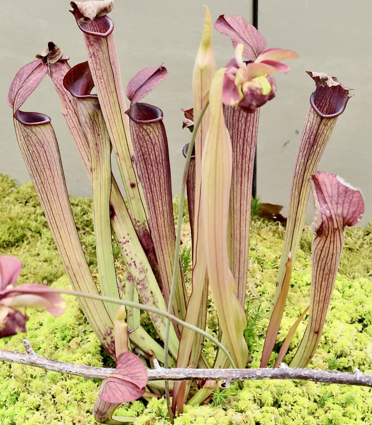 Sarracenia rubra — subsp. gulfensis — much stouter, taller pitchers than subsp. rubra