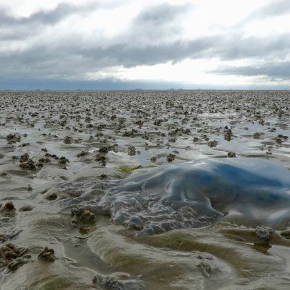 Wad en slik in de getijdenzone