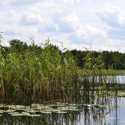 Oeverzone van binnenwateren