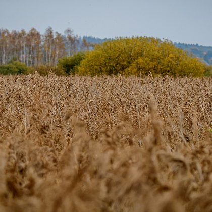 Riet- en zeggemoeras
