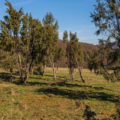Droge graslanden