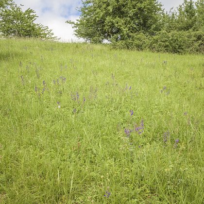 Vochtige graslanden en hooiland