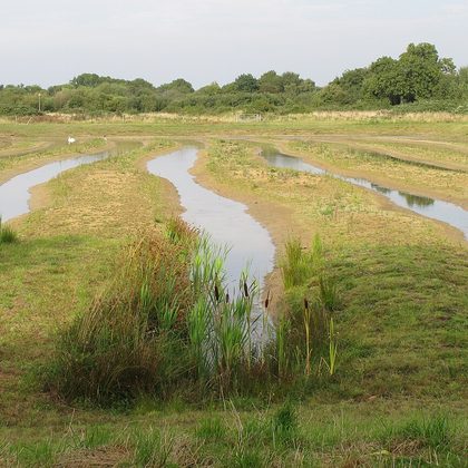 Natte graslanden