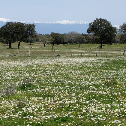Boomweide en dehesa