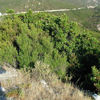 Maquis en hoog mediterraan struweel