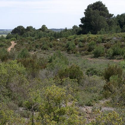 Garrigue