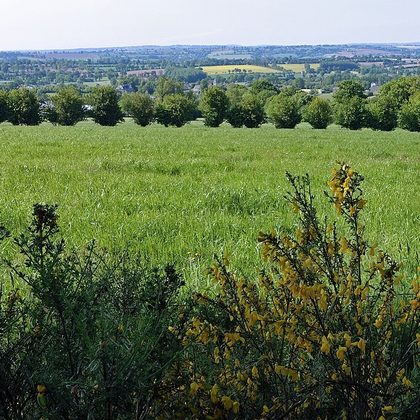 Houtwallen en heggen