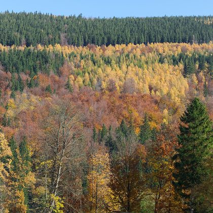 Gemengd bos