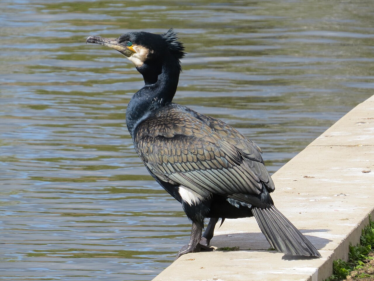 Aalscholver (Phalacrocorax carbo)