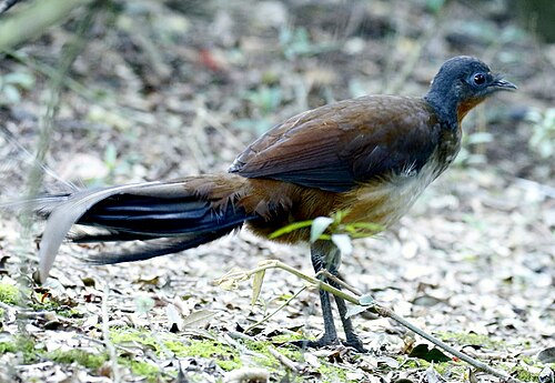 Alberts liervogel (Menura alberti)