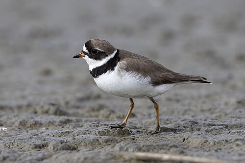 Amerikaanse bontbekplevier (Charadrius semipalmatus)