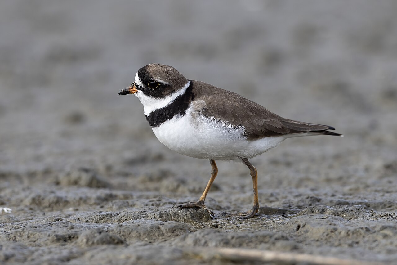 Amerikaanse bontbekplevier (Charadrius semipalmatus)