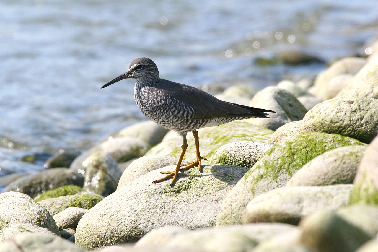 Playero de alaska (Tringa incana)