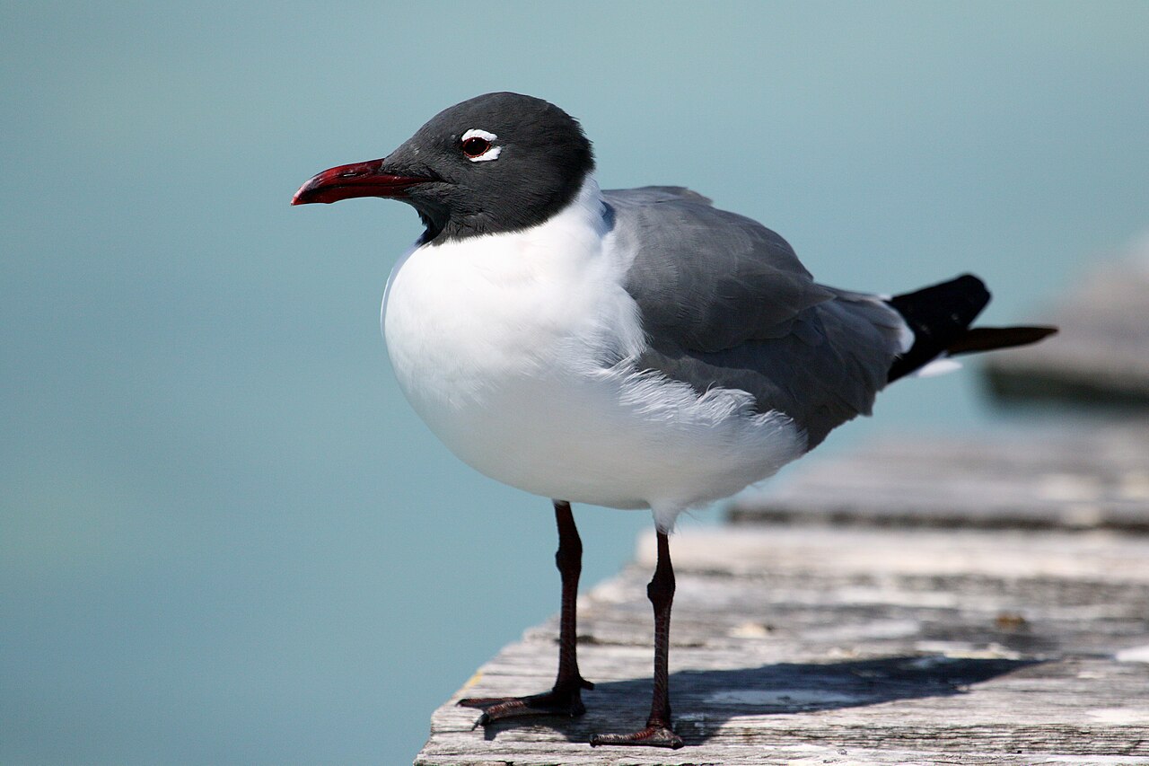 Gaviota reidora (Leucophaeus atricilla)