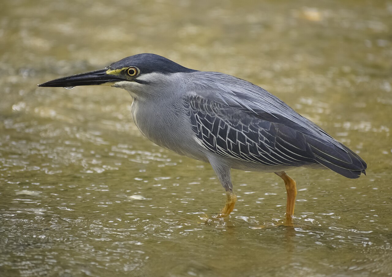 Amerikaanse mangrovereiger (Butorides atricapilla)