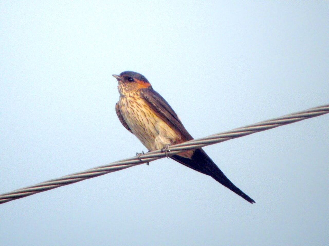 Amoerroodstuitzwaluw (Cecropis daurica)