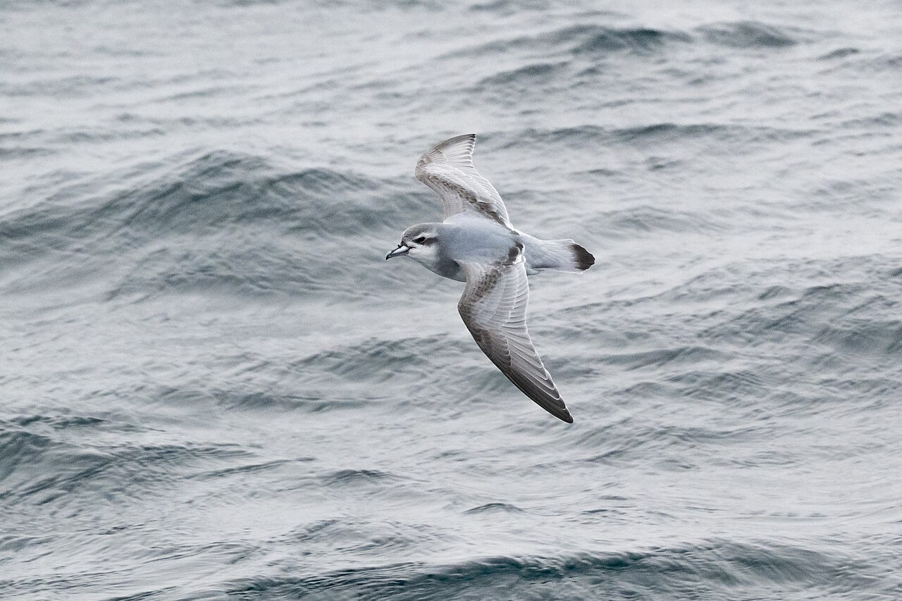 Antarctic Prion (Pachyptila desolata)